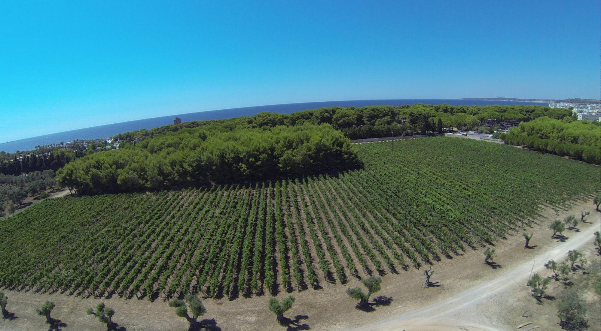 Tenuta Doxi Gallipoli Buitenkant foto