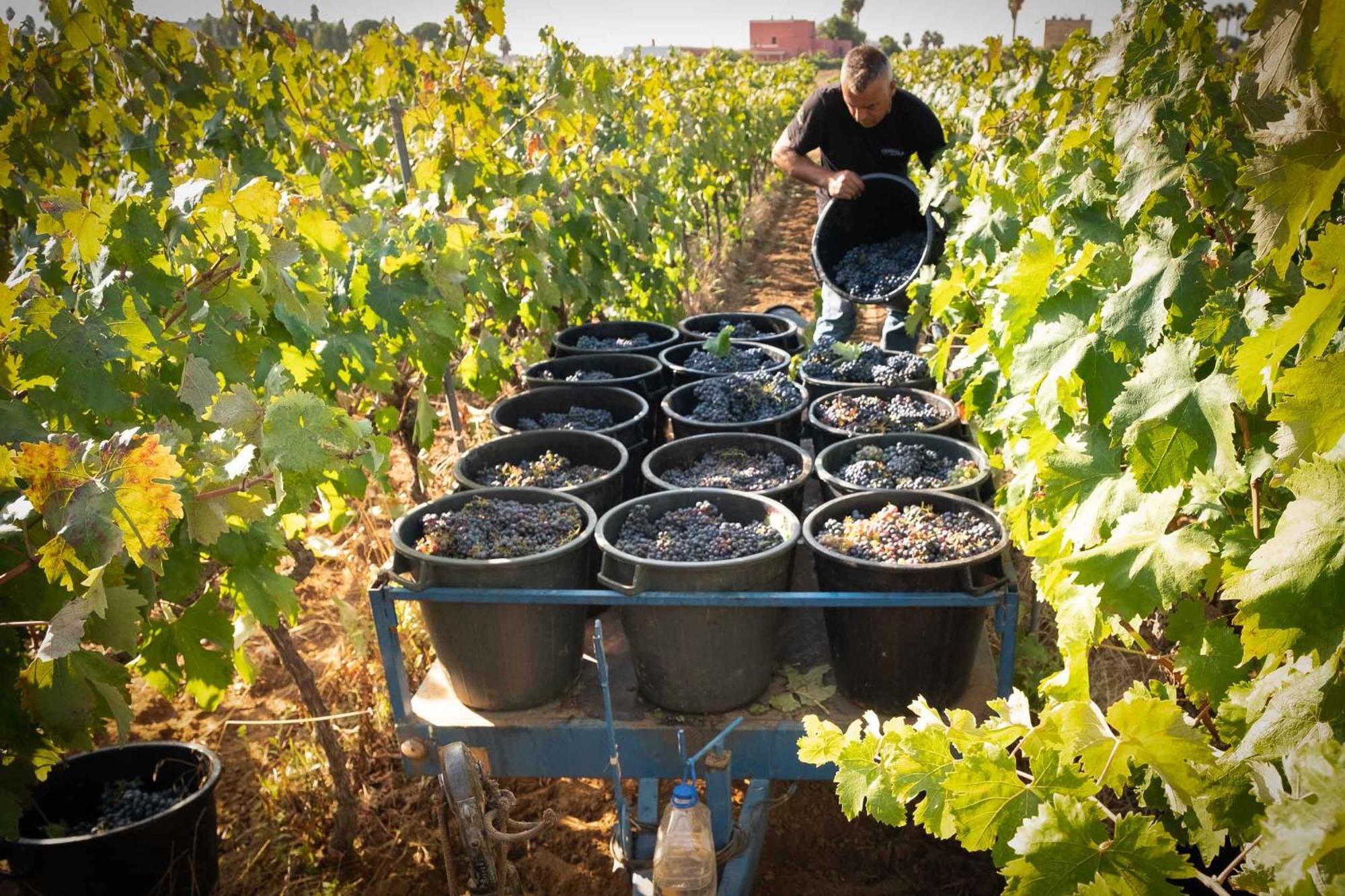 Tenuta Doxi Gallipoli Buitenkant foto