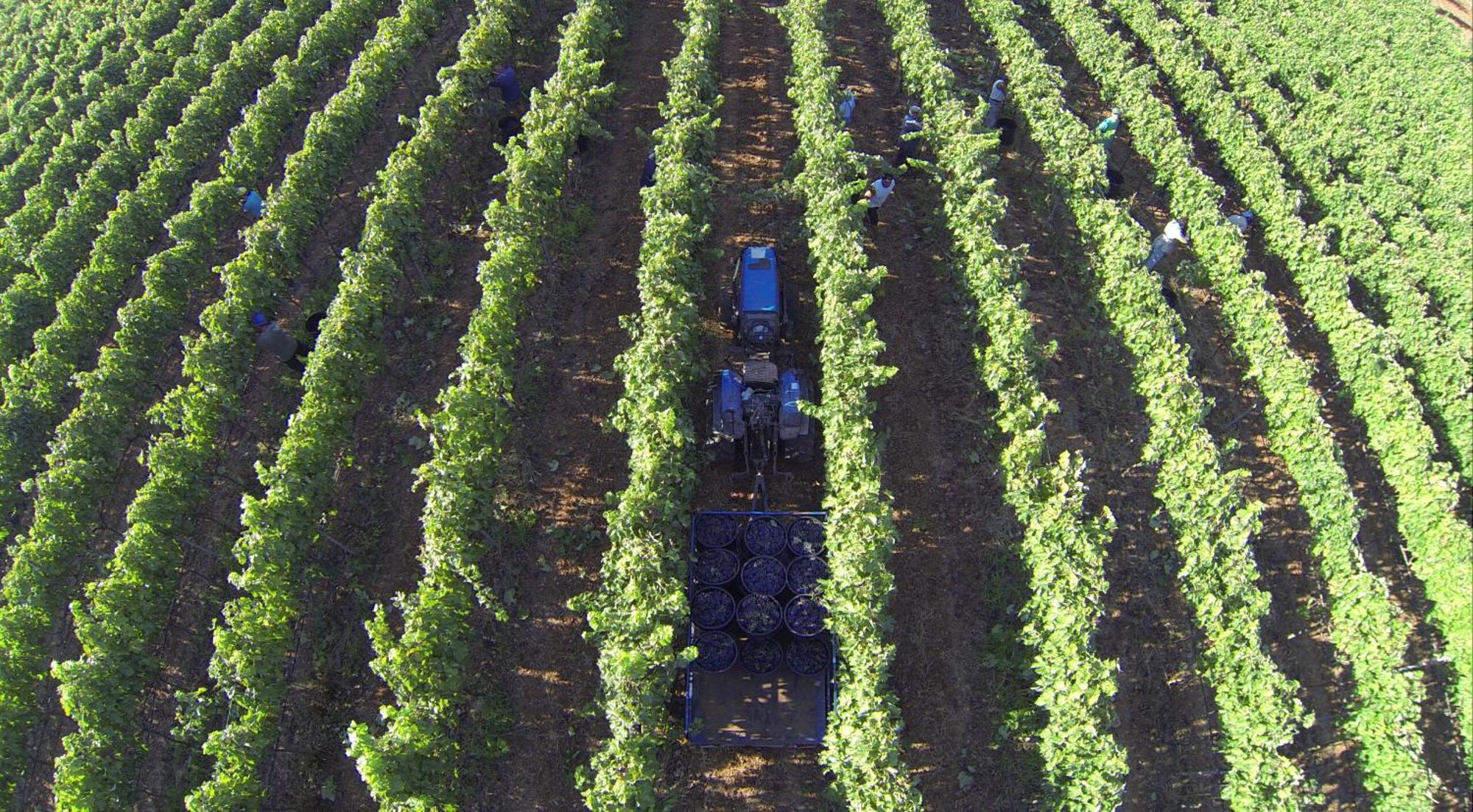 Tenuta Doxi Gallipoli Buitenkant foto